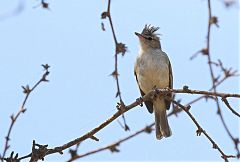 Gray-and-white Tyrannulet